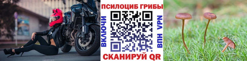 Купить где  Чебоксары  Галлюциногенные грибы Psilocybine cubensis 